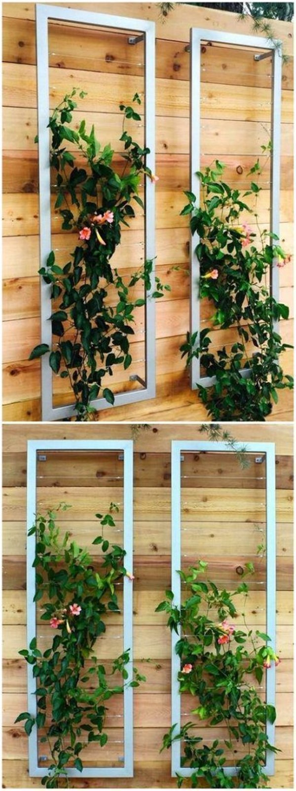 Balcony Ivy Ideas Amazing Climbing Plants Balcony Decoration & Eco
