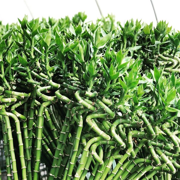 Lucky Bamboo (Dracaena Sanderiana) Care and Growing Guide
