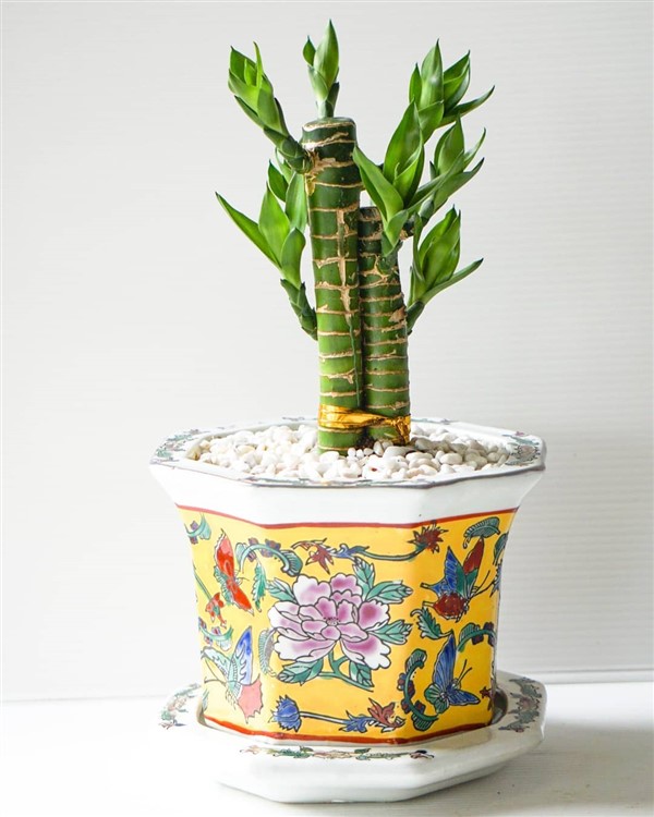Lucky Bamboo (Dracaena Sanderiana) Care and Growing Guide