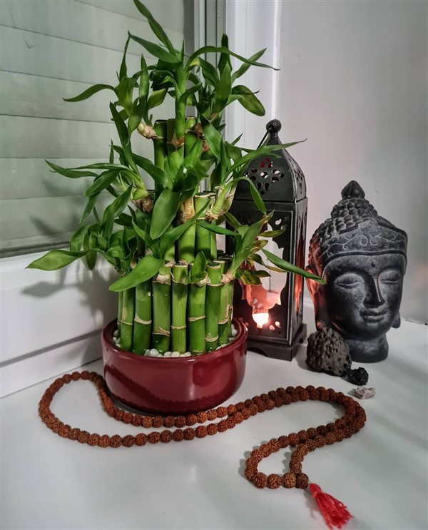 Lucky Bamboo (Dracaena Sanderiana) Care and Growing Guide