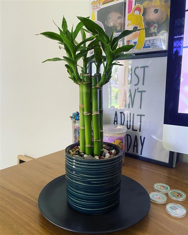 Lucky Bamboo (Dracaena Sanderiana) Care and Growing Guide