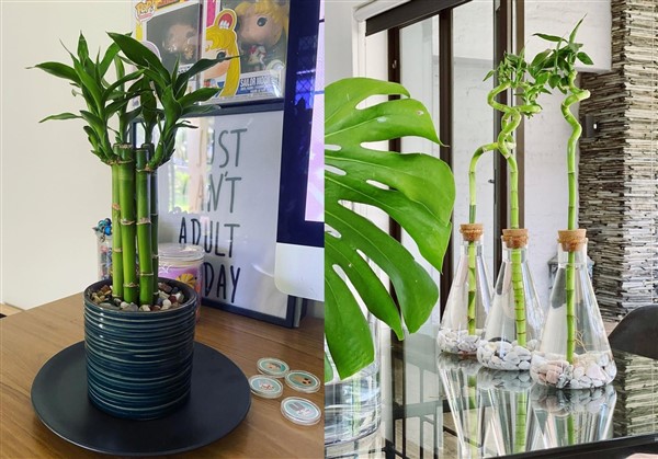 Houseplants-Lucky-Bamboo-Dracaena-Sanderiana