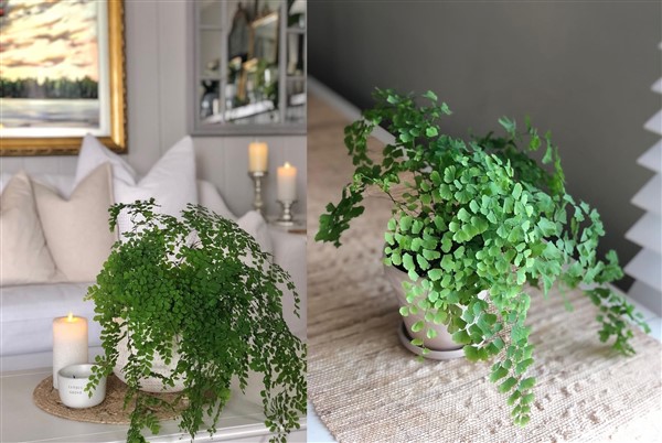 Houseplants-Delta-Maidenhair-Fern-Adiantum-raddianum