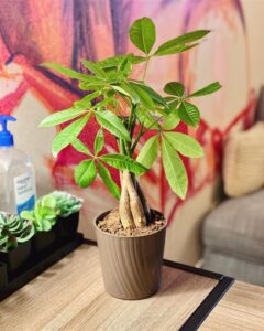 Money Tree (Pachira aquatica): Care and Growing Guide