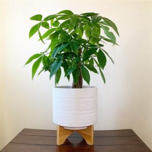 Money Tree (Pachira aquatica): Care and Growing Guide
