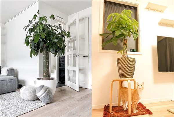 Houseplants-Pachira-aquatica-Money-Tree-guiana-chestnut