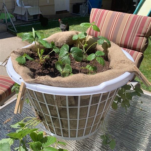 DIY Laundry Basket Planters For Plants & Vegetables