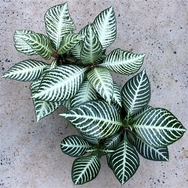 Zebra Plant (Aphelandra squarrosa) Care and Growing Guide