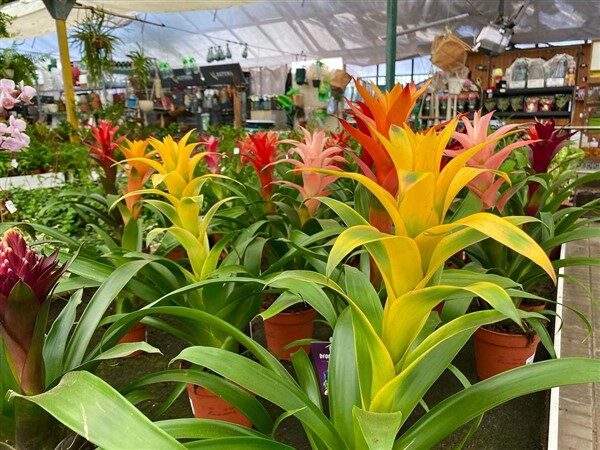 Scarlet Star (Guzmania lingulata): Care and Growing Guide