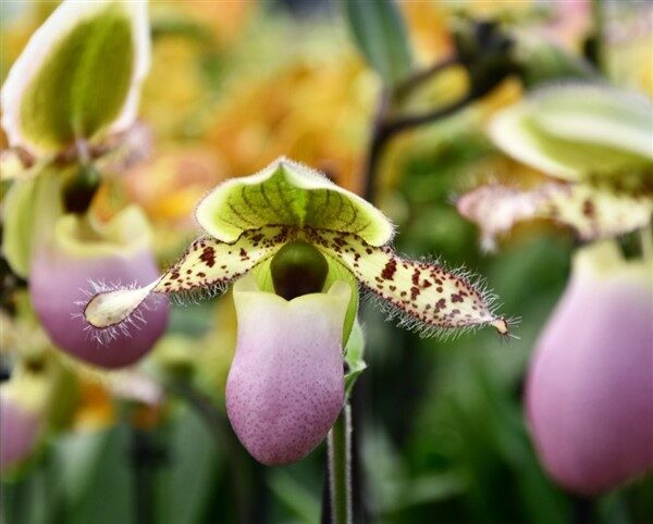 Lady’s Slipper Orchids: Care and Growing Guide